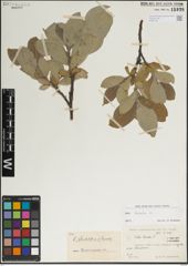 Foto von Salix lanata L.